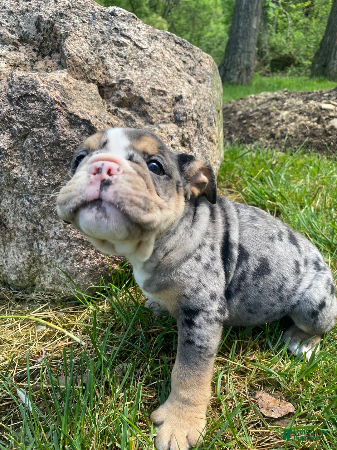 Mixed Breed dogs for sale: Queen - Ad 2