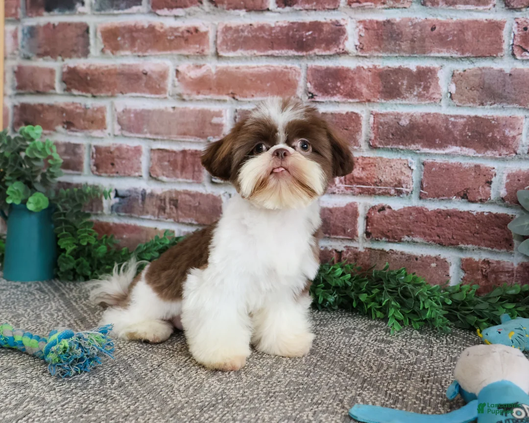 Shih Tzu dogs for sale: Andre  - Ad 1