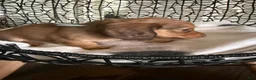 Miniature Dachshund dogs for sale: River - Ad 8