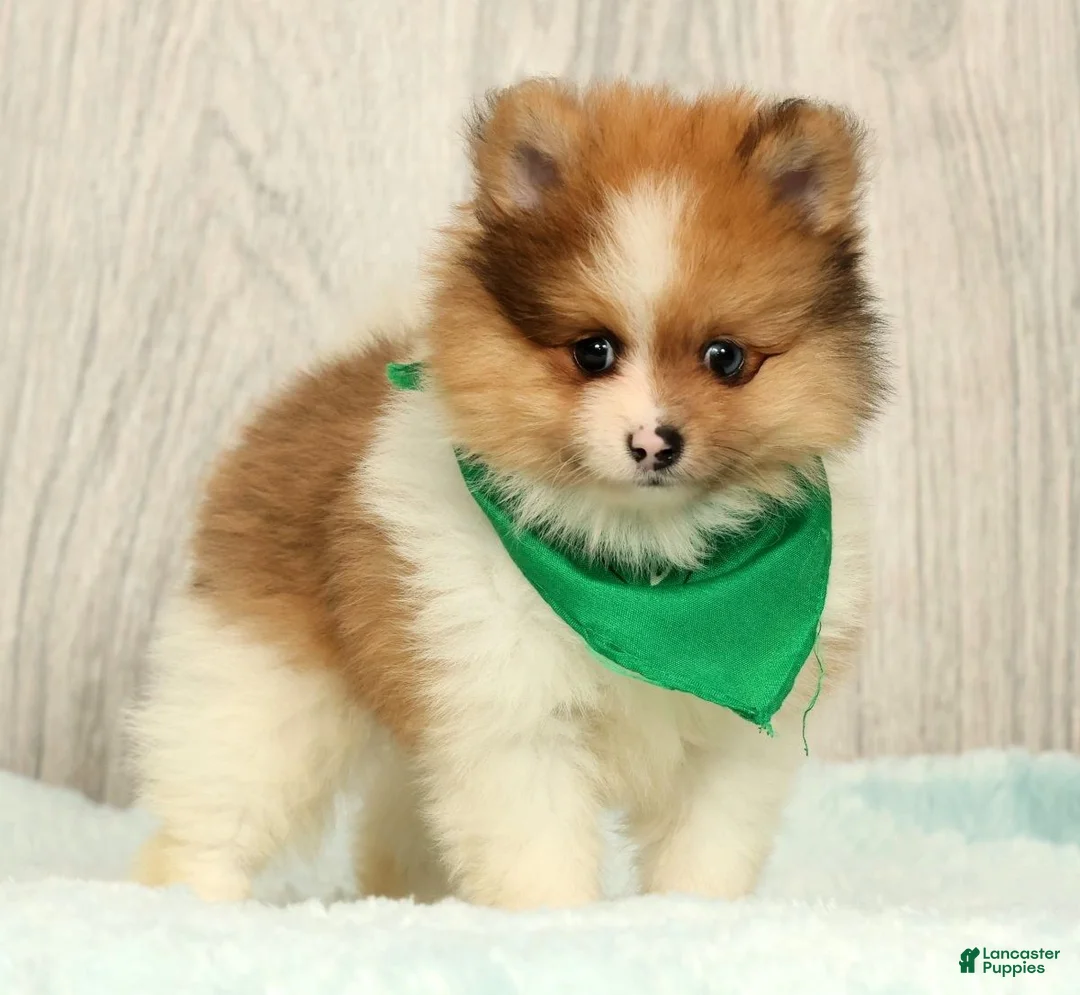 Pomeranian dogs for sale: Houston - Ad 1