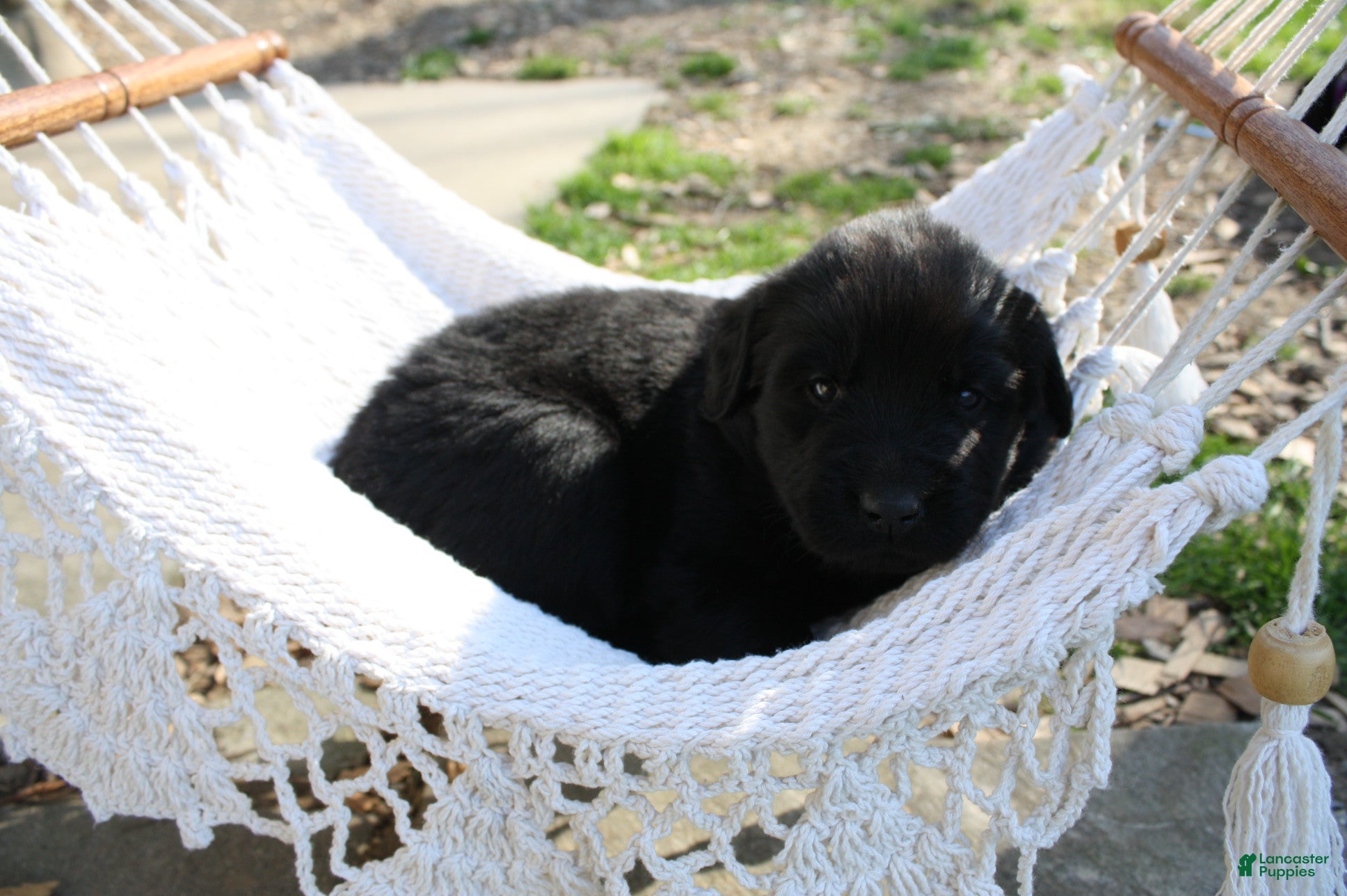 Newfoundland dogs Ember - Ad 2