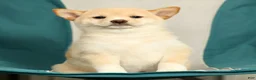 Shiba Inu dogs for sale: Kelsey - Ad 8