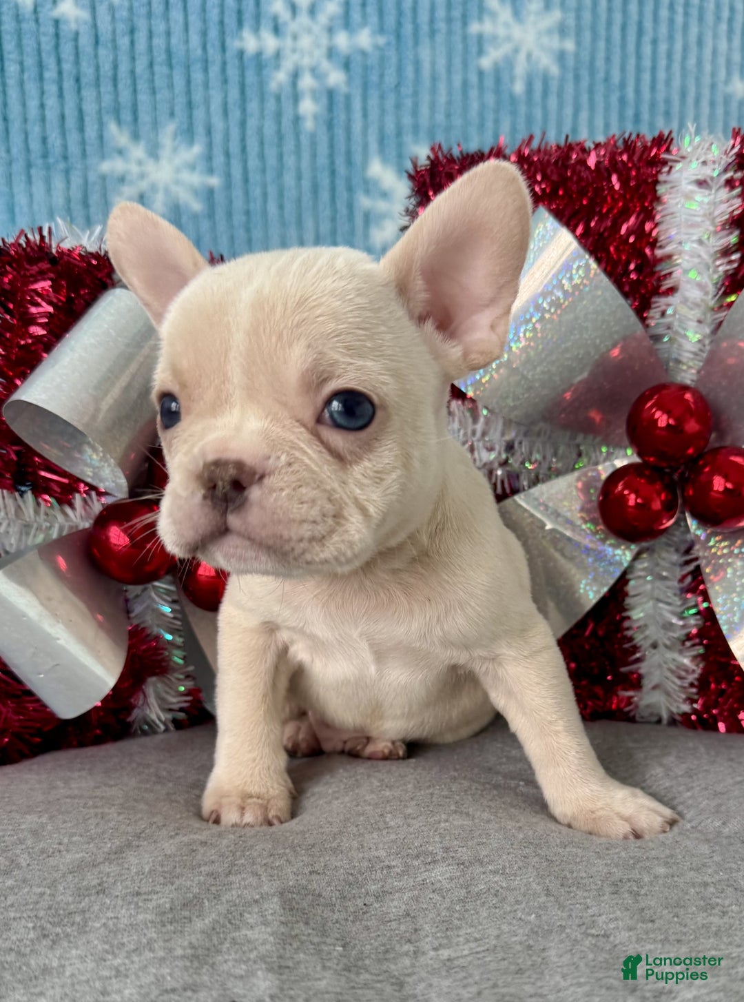 French Bulldog dogs for sale: Baxter - Ad 5