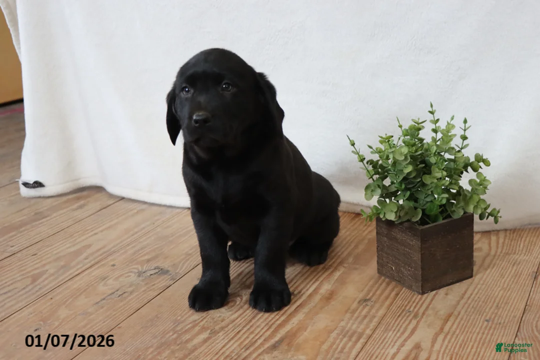 Labrador Retriever dogs for sale: Patsy - Ad 7