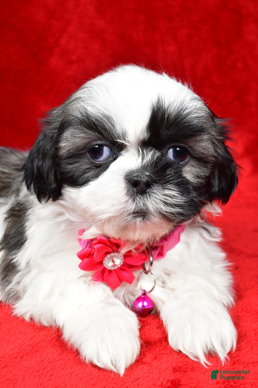 Shih Tzu dogs for sale: Hope - Ad 3
