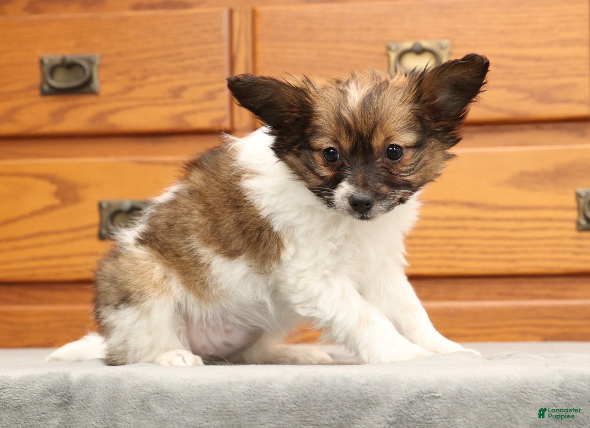 Papillon dogs Chloe - Ad 2