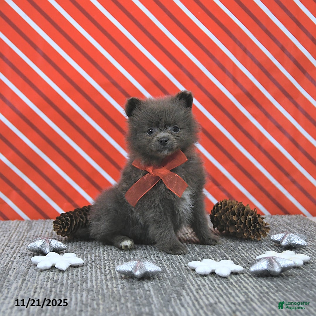 Pomeranian dogs for sale: Luci - Ad 9