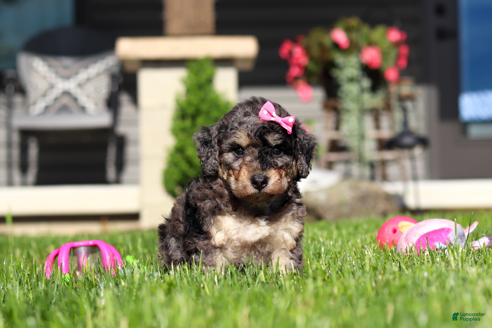 Bichpoo dogs Callie - Ad 2