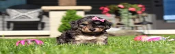 Bichpoo dogs for sale: Callie - Ad 2