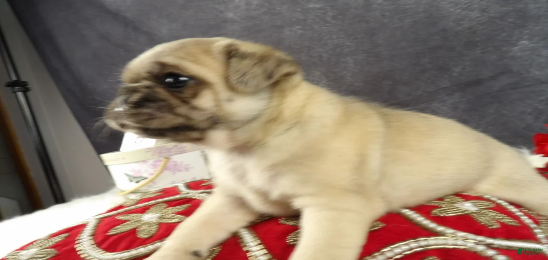 Gallery Image {{count}}