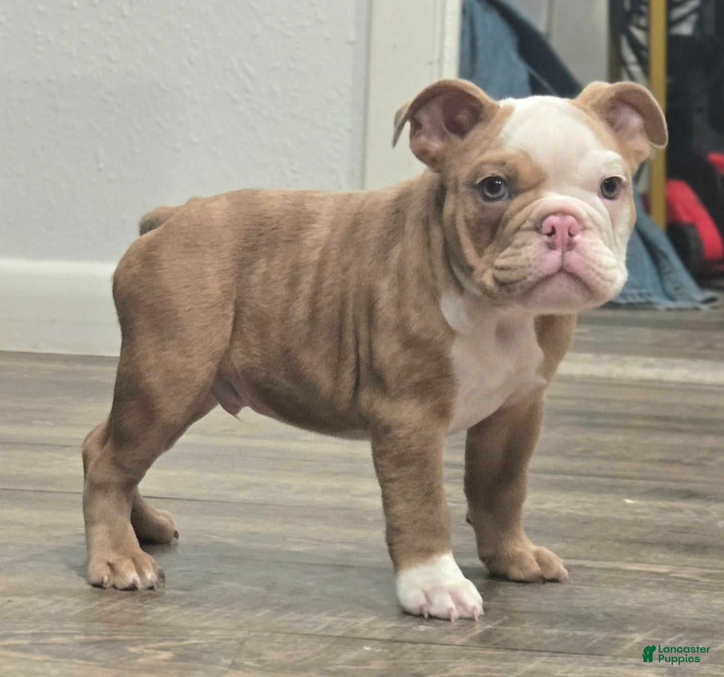 English Bulldog dogs 🌙🩵Moonpie🩵🌙 - Ad 2