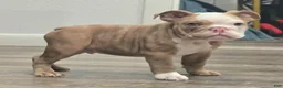 English Bulldog dogs for sale: 🌙🩵Moonpie🩵🌙 - Ad 6