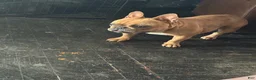 French Bulldog dogs for sale: Peanut  - Ad 4