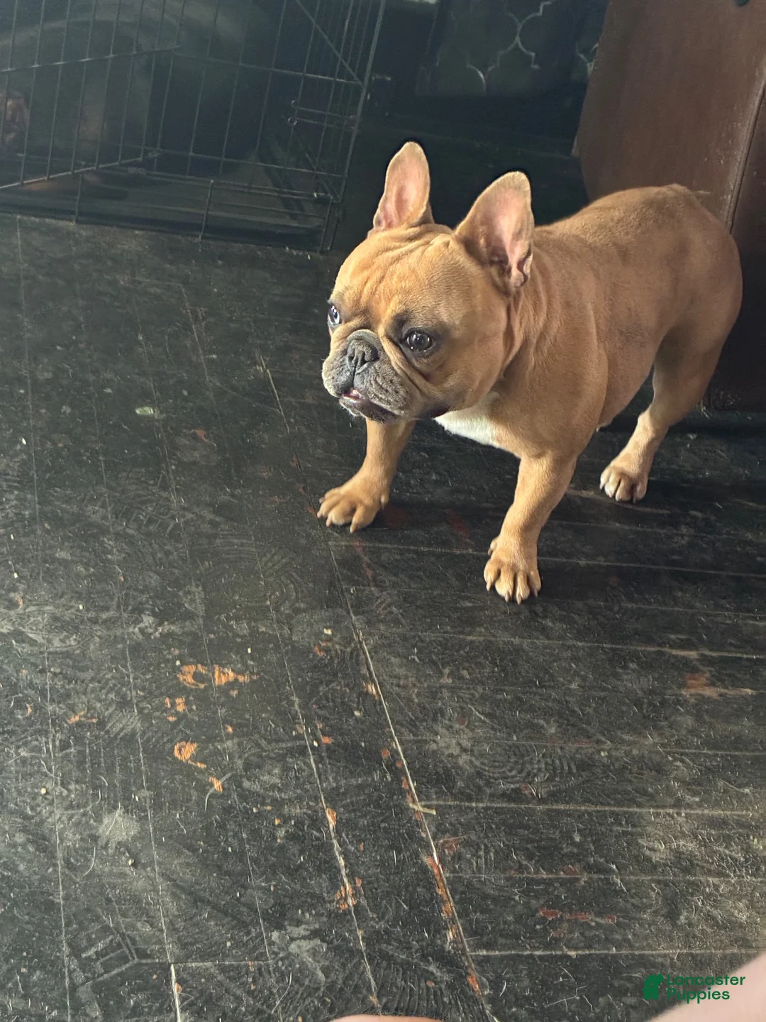 French Bulldog dogs for sale: Peanut  - Ad 4