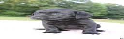 Labrador Retriever dogs for sale: Lady - Ad 6