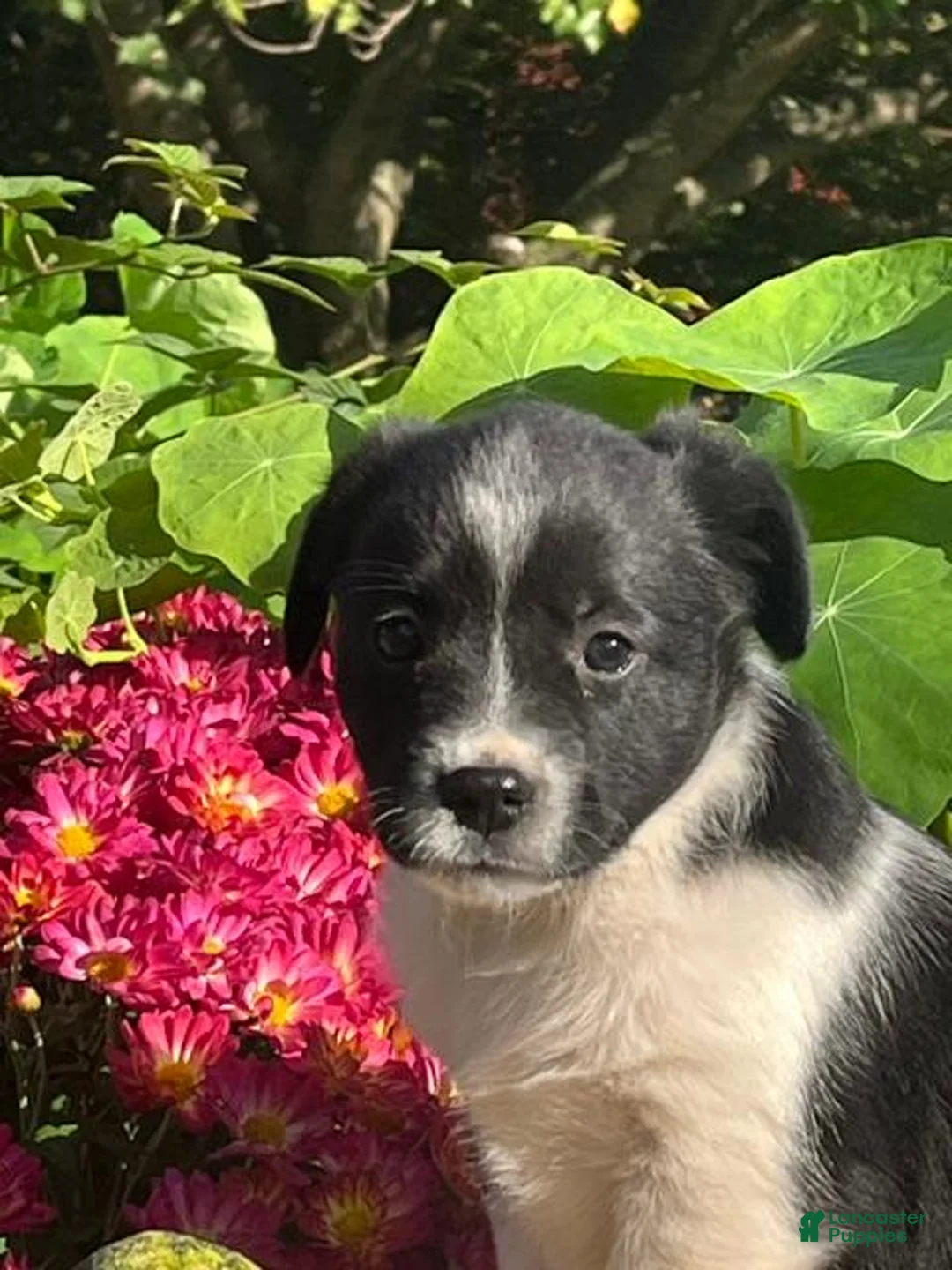 Mixed Breed dogs for sale: Reilly - Ad 2