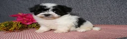 Havanese dogs for sale: Kenzie - Ad 4