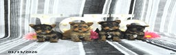 Yorkshire Terrier dogs for sale: Jax - Ad 3
