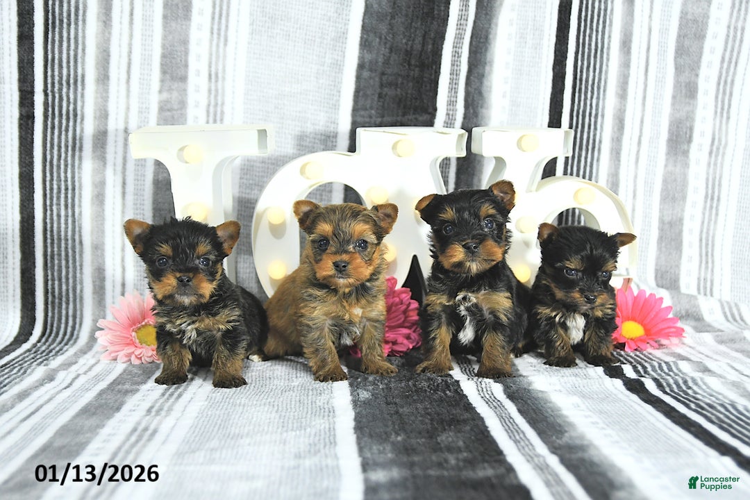 Yorkshire Terrier dogs for sale: Jax - Ad 3