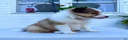 Shetland Sheepdog dogs for sale: Tucker - Ad 2