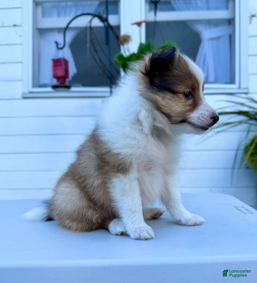 Shetland Sheepdog dogs for sale: Tucker - Ad 2