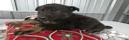 German Shepherd dogs for sale: German Shepherd 2 Parker - Ad 2