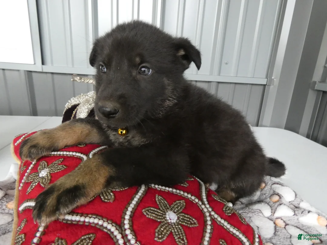 German Shepherd dogs for sale: German Shepherd 2 Parker - Ad 2