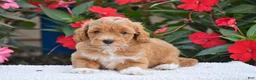 Mini Goldendoodle dogs for sale: Amelia - Mini F1BB - Ad 3