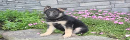 German Shepherd dogs for sale: Abby - Ad 8