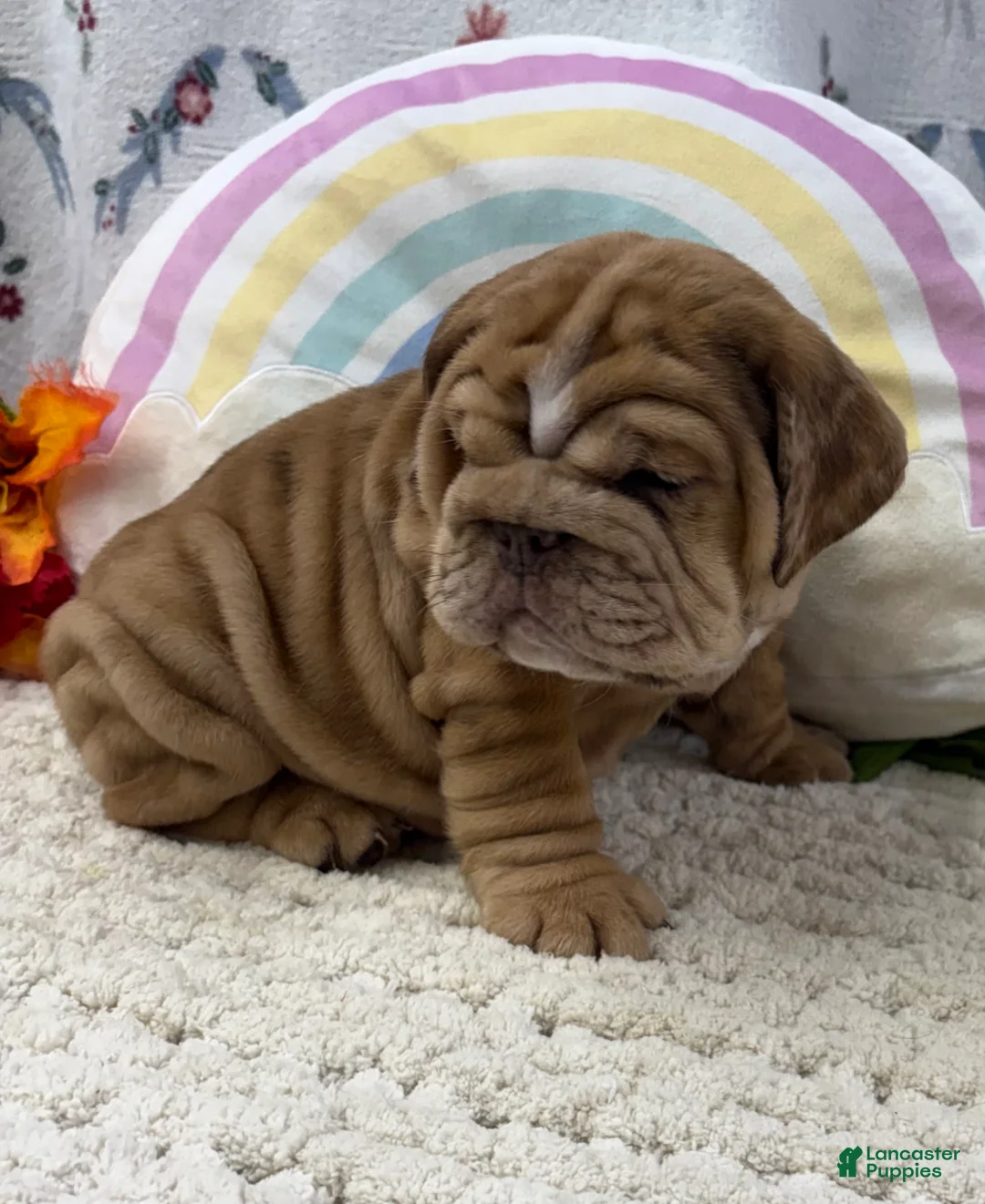 English Bulldog dogs for sale: Zoey - Ad 1