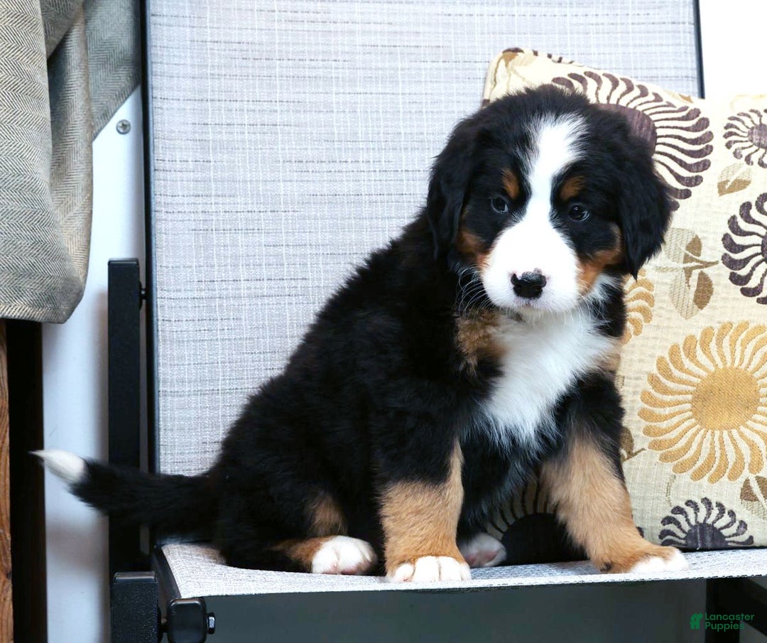 Bernese Mountain Dog dogs for sale: Jordan - Ad 4