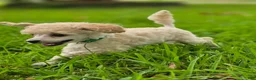 Toy Poodle dogs for sale: AKC Toy Poodle - Ad 9