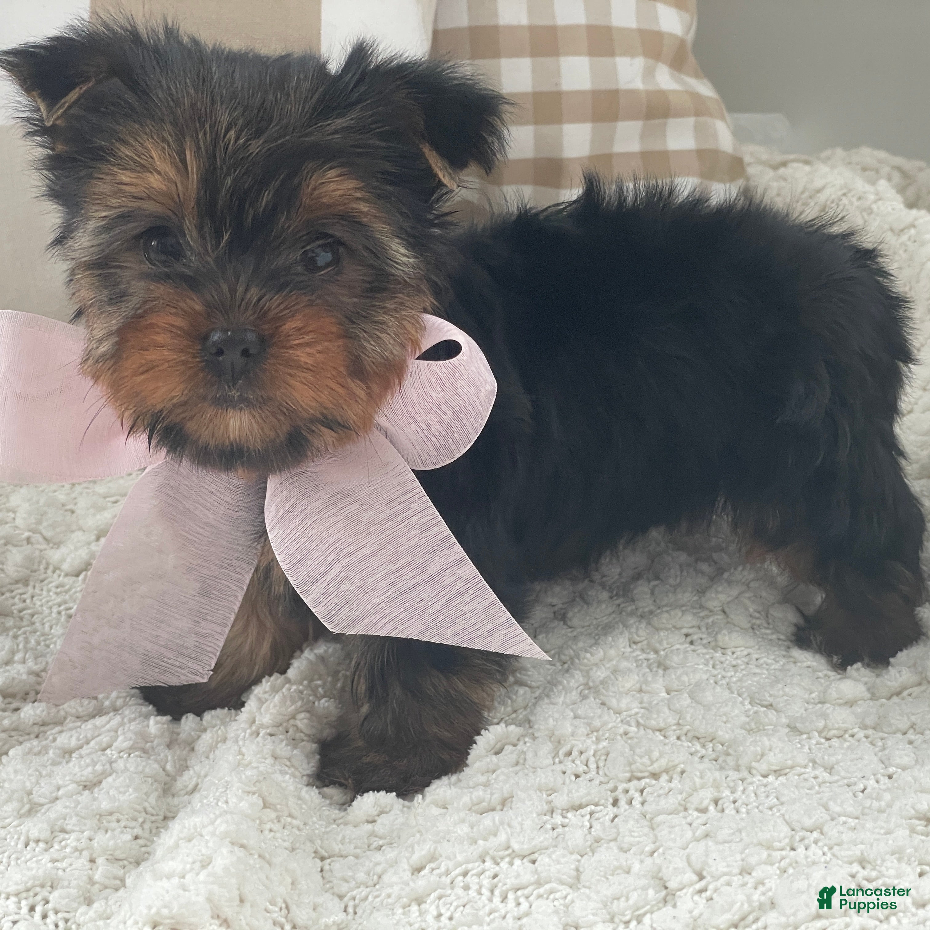 Yorkshire Terrier dogs Freya - Ad 13