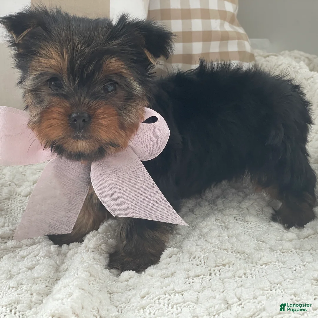 Yorkshire Terrier dogs for sale: Freya - Ad 1