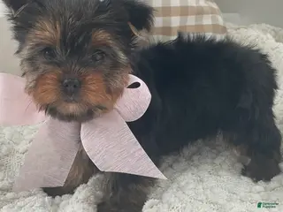 Yorkshire Terrier dogs Freya - Ad 13