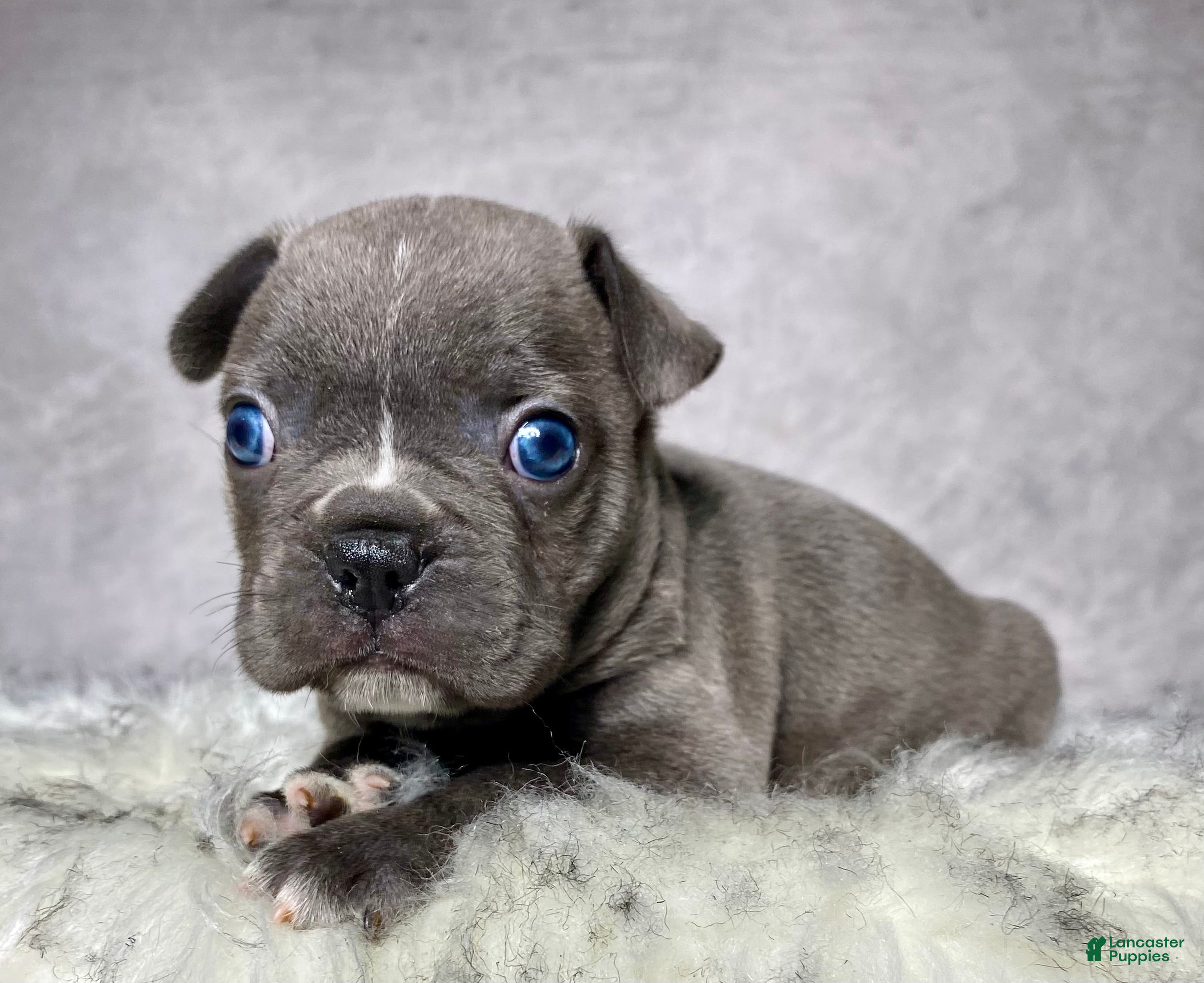 Frenchton dogs Mr. Winston  - Ad 1