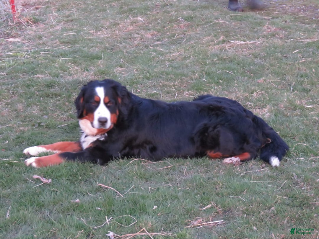 Gallery Image {{count}}