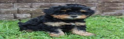 Mini Goldendoodle dogs for sale: Chuck - Ad 3