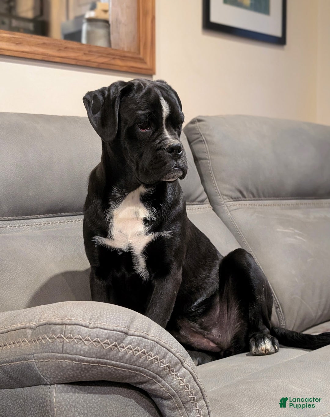 Mixed Breed dogs for sale: Taylor - Ad 7