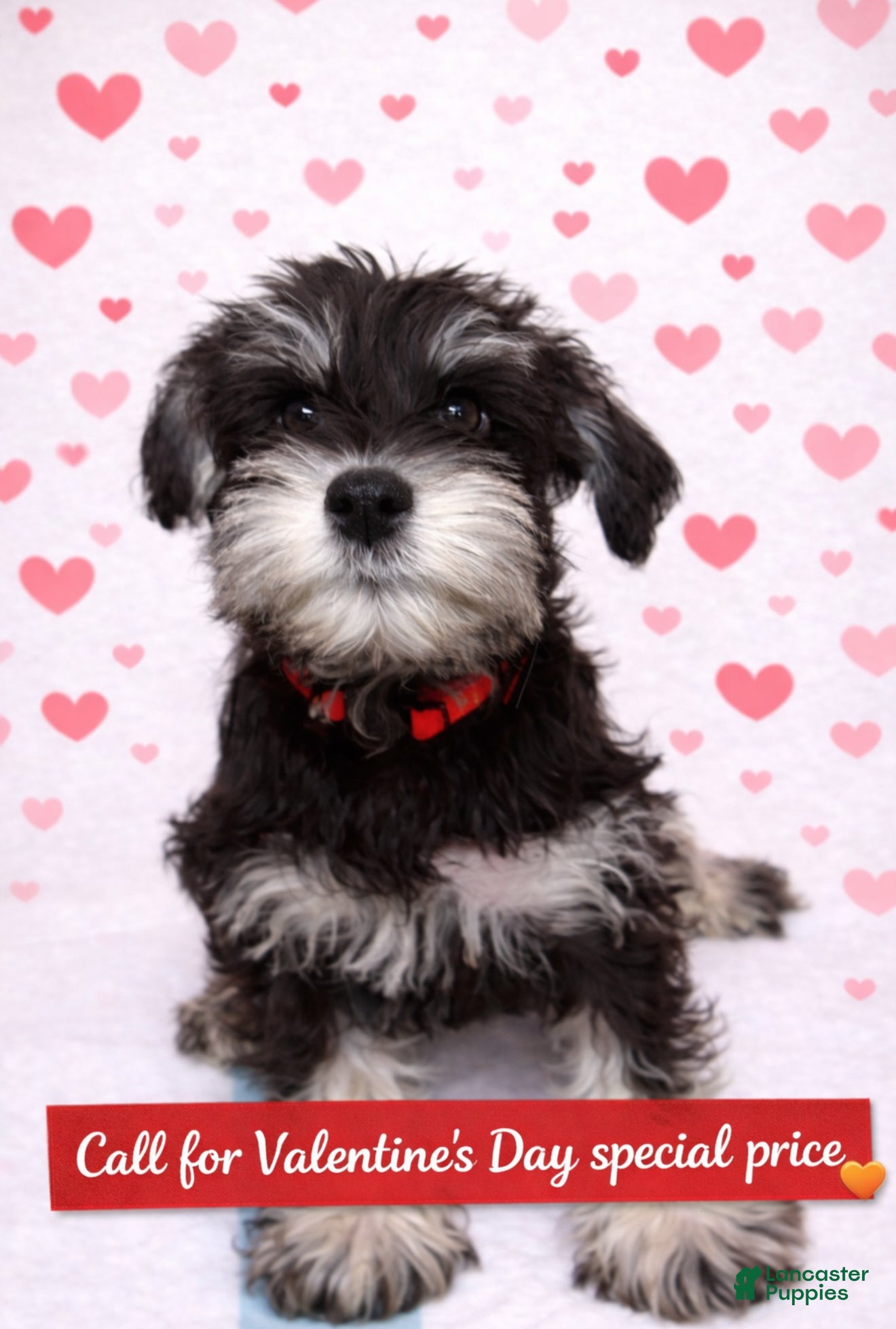 Miniature Schnauzer dogs Miniature Schnauzer Puppy 3 - Ad 35