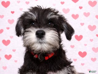 Miniature Schnauzer dogs Miniature Schnauzer Puppy 3 - Ad 35