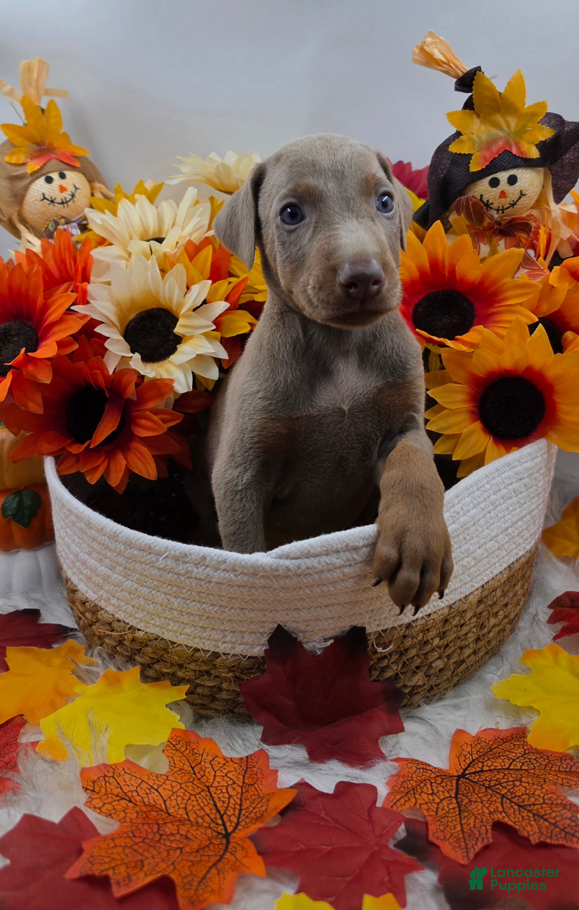 Doberman Pinscher dogs Maserati - Ad 2
