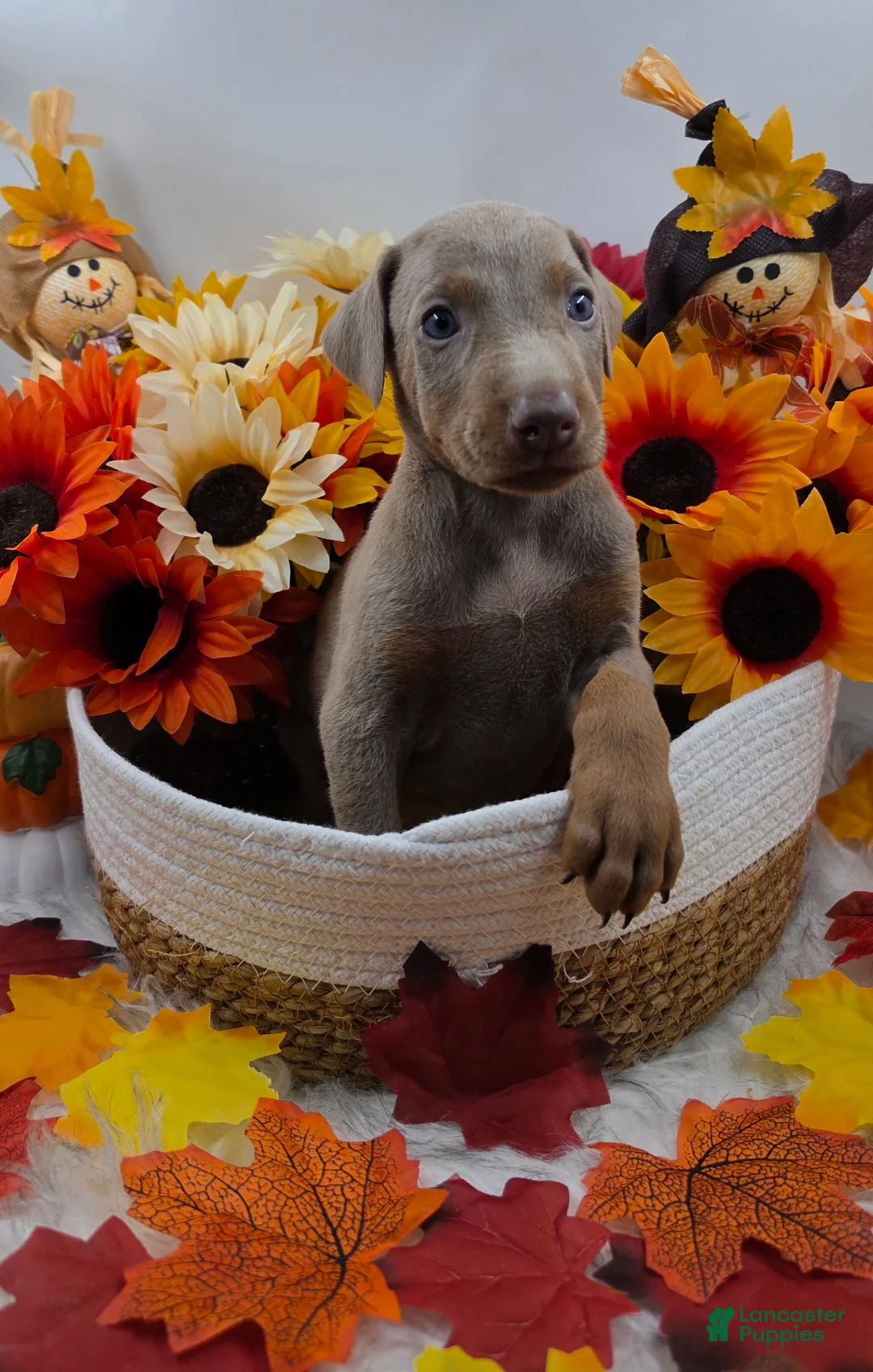 Doberman Pinscher dogs for sale: Maserati - Ad 2
