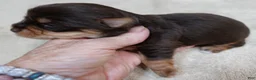 Yorkshire Terrier dogs for sale: Chocolate Meadow - Ad 12