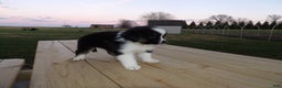 Miniature Australian Shepherd dogs for sale: Polly - Ad 3