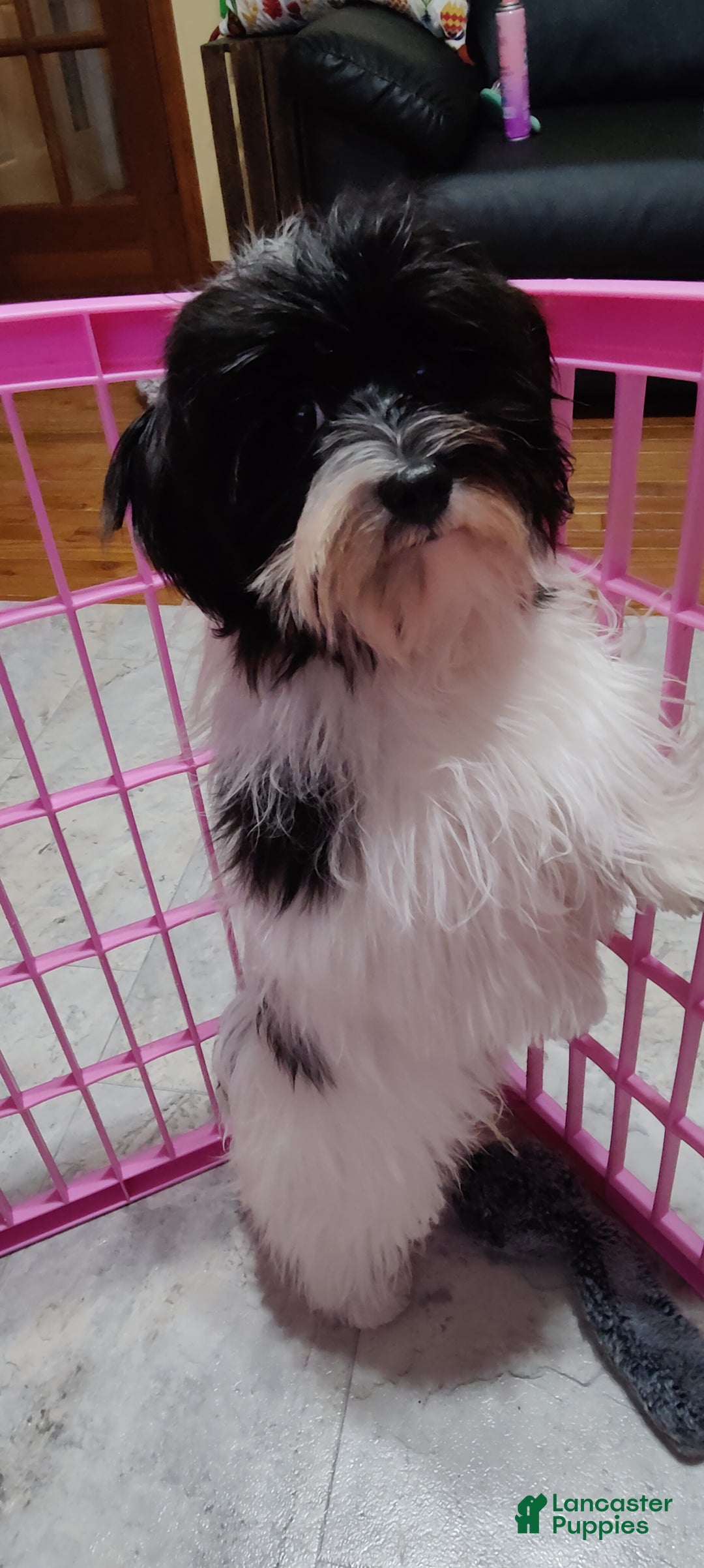 Havanese dogs for sale: Chance  - Ad 3