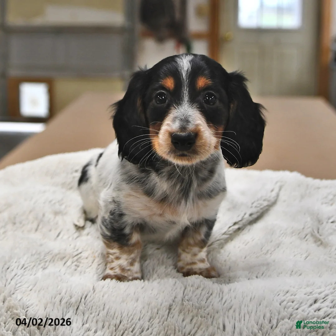 Miniature Dachshund dogs for sale: Reese - Ad 2