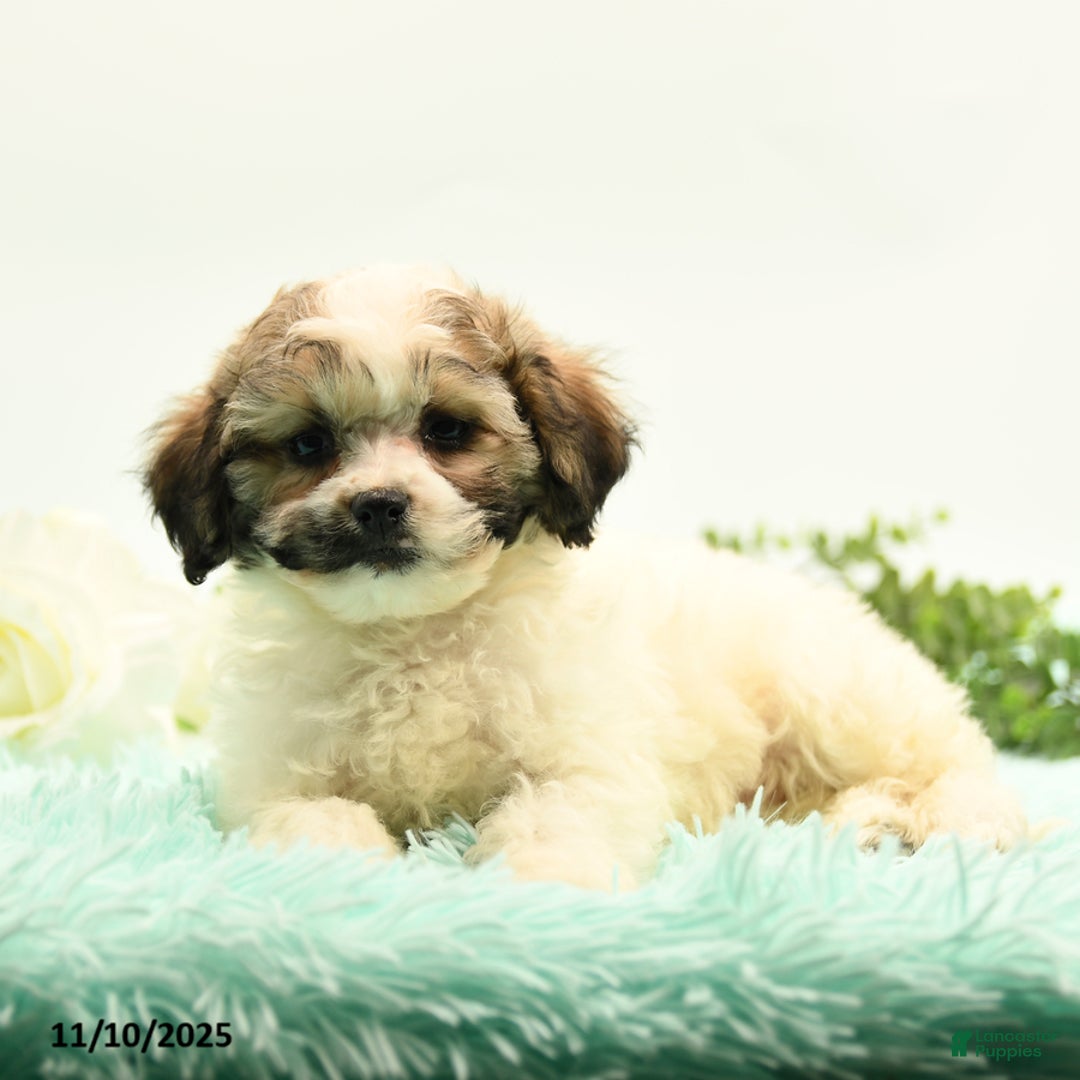 Mixed Breed dogs for sale: Ambria - Ad 3