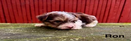 Yorkshire Terrier dogs for sale: Ron - Ad 1