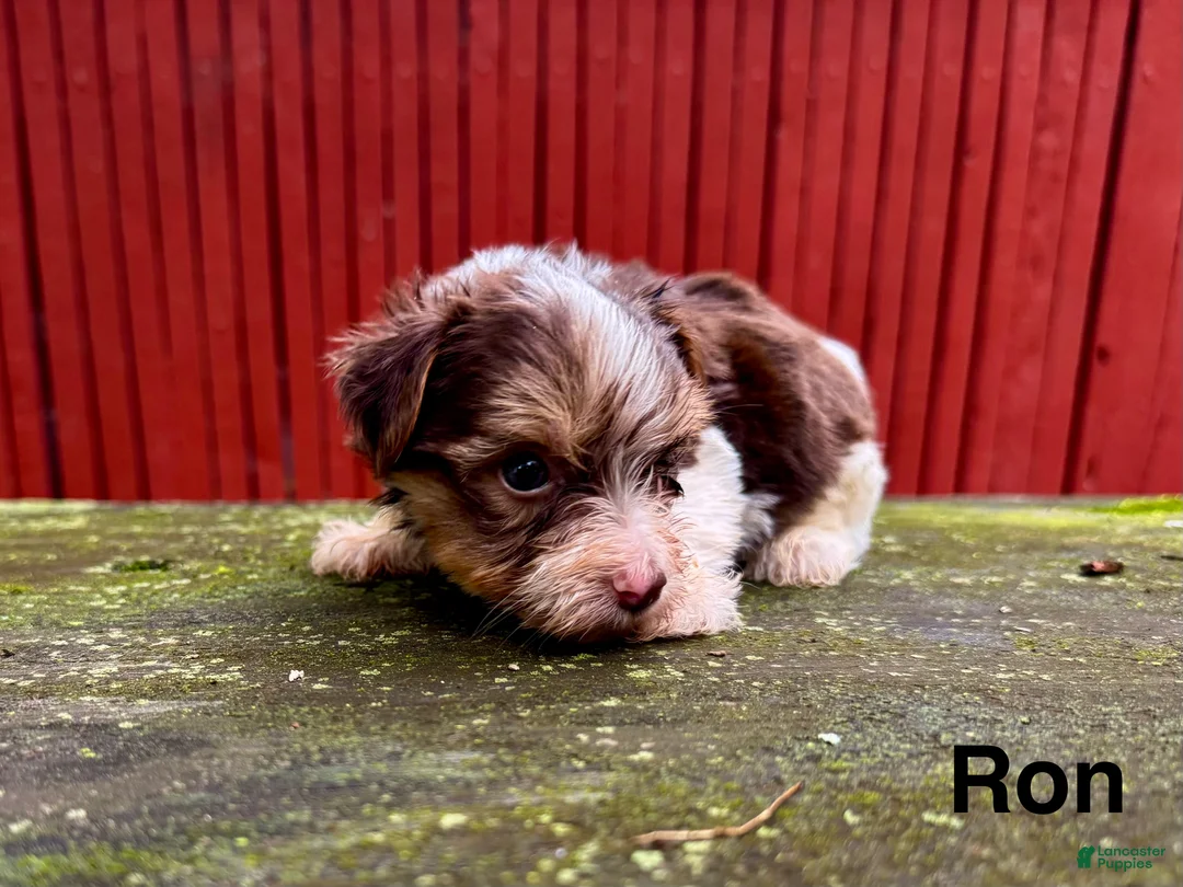 Yorkshire Terrier dogs for sale: Ron - Ad 1